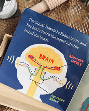 Load image into Gallery viewer, Baby Loves Science ~ The Five Senses: Sight, Smell, Taste, Touch and Hearing (Box Set / Individual Titles)