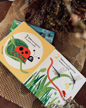 Load image into Gallery viewer, Counting/ Colors with Ladybird (Board book)