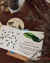 Load image into Gallery viewer, Life Cycles with The Very Hungry Caterpillar~The World of Eric Carle (2 Titles)