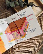 Load image into Gallery viewer, Baby Loves Science ~ The Five Senses: Sight, Smell, Taste, Touch and Hearing (Box Set / Individual Titles)